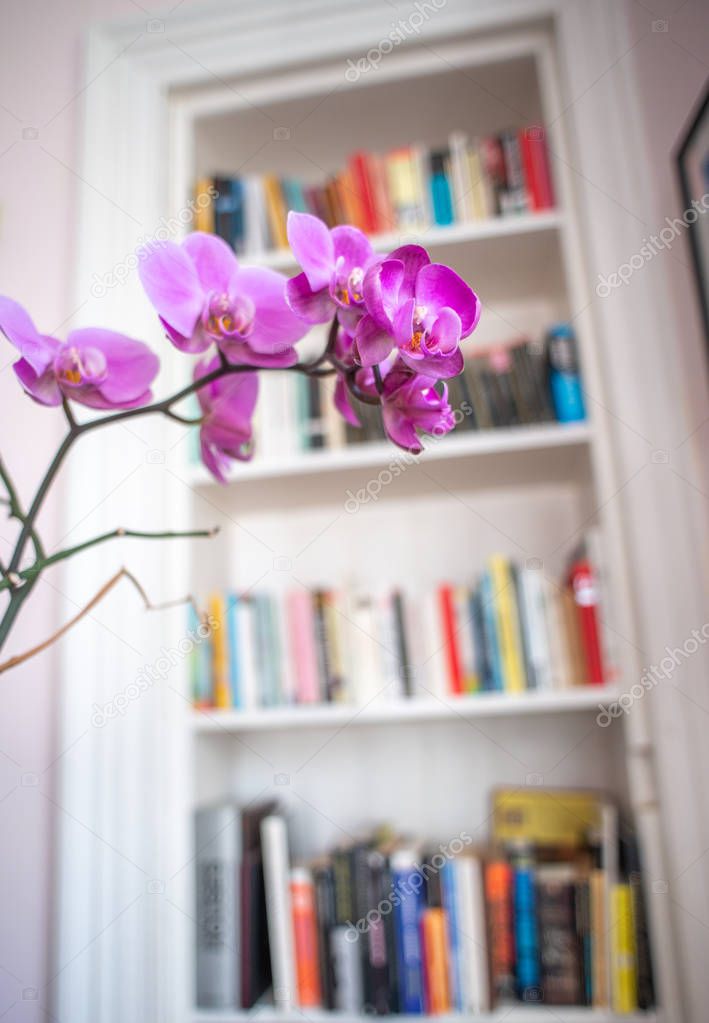 Detail Of A Beautiful Purple Orchid Flower Against A Retro Vintage Bookcase In A Victorian Apartment Or Flat