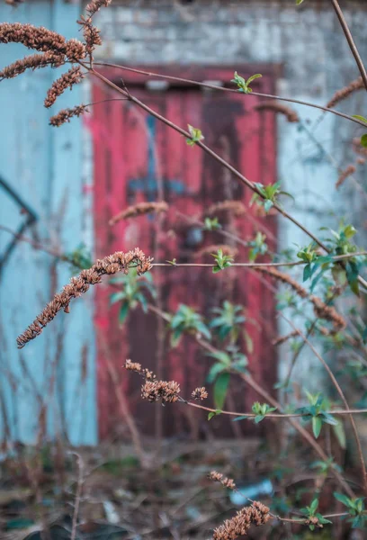 Sauvage urbain et décomposition — Photo