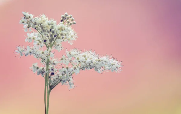 Narin Beyaz Kır Çiçekleri — Stok fotoğraf