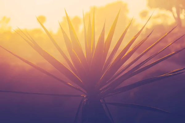 Palmeira da praia do por do sol — Fotografia de Stock