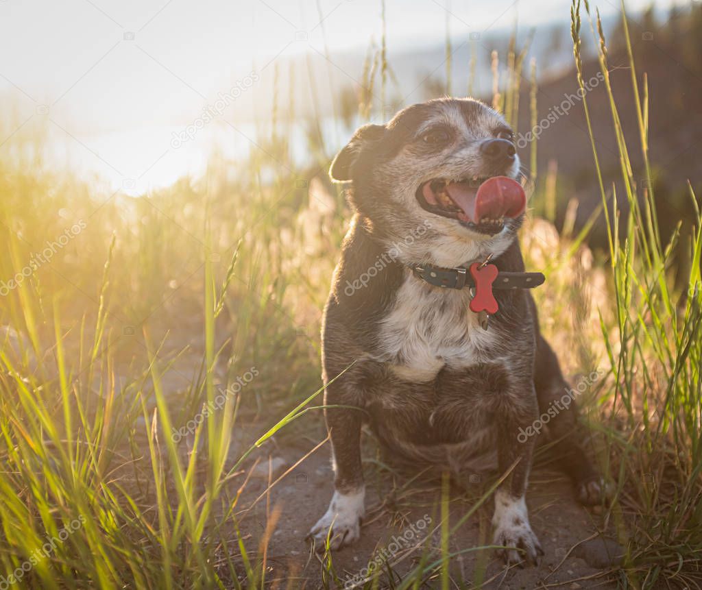 Chubby Chihuahua Dog At Sunset