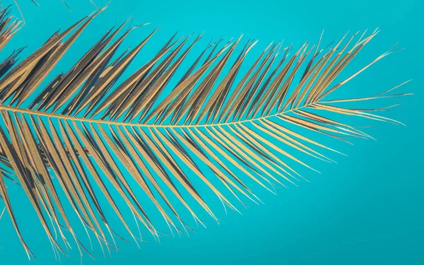 Retro Palm Tree przeciwko błękitne niebo — Zdjęcie stockowe