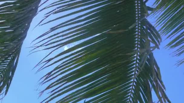 Urlaub Hintergrund Filmaufnahmen Palmen Zweige Bewegen Sich Der Tropischen Brise — Stockvideo