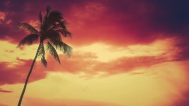 Hawaii 'de tek bir palmiye ağacı Kopya Alanı ile canlı kırmızı günbatımına karşı esintide hareket ediyor