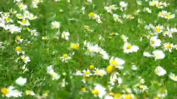Ιστορικό Ενός Λιβαδιού Γεμάτο Όμορφα Λουλούδια Daisy Κινείται Στον Άνεμο — Αρχείο Βίντεο