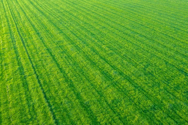 Aerial Abstract Hintergrund Der Diagonalen Reihenlinien Einem Landwirtschaftlichen Feld — Stockfoto