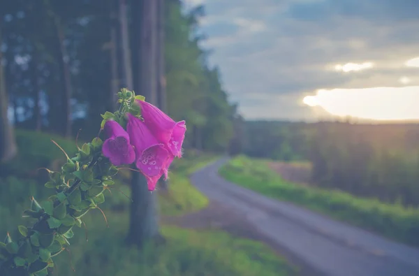 Wiejska Droga Zachodzie Słońca Foxgloves Pierwszym Planie — Zdjęcie stockowe