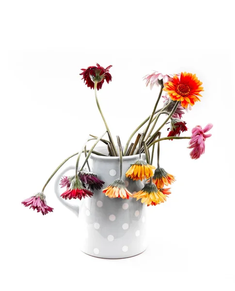 Jug Dead Dying Gerbera Flowers White Background — Stock Photo, Image