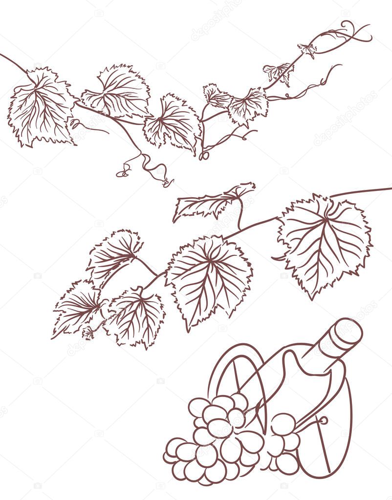 grapevine leaves design elements. bottle and grapes. vector