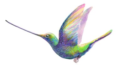 Sulu boyalı kuş, beyazın üzerinde izole edilmiş. Colibri renkli kuş uçuyor