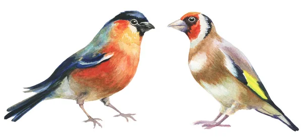 Bullfinch Goudvink Aquarel Vogels Wit Hand Geschilderde Illustratie — Stockfoto