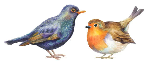 Zestaw Ptaków Akwarelowych Izolowanych Białym Robin Blackbird Ręcznie Malowane Ilustracja — Zdjęcie stockowe