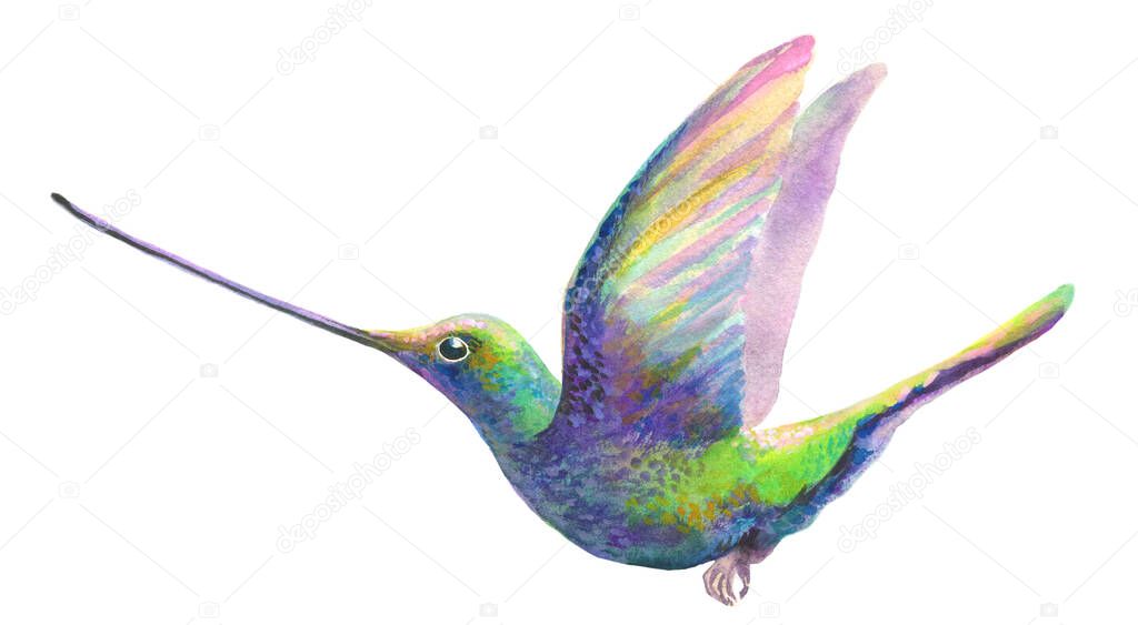 watercolor humming bird isolated on white. colibri colorful bird flying