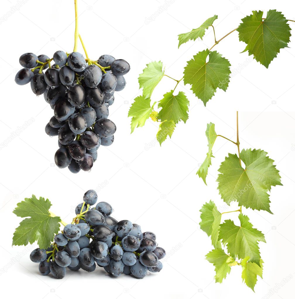 set of grapes and grapevine leaves on white