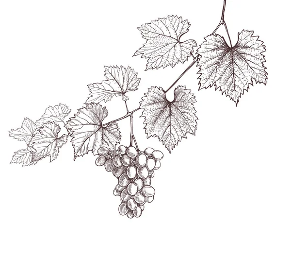 Vite Uva Mano Disegno Bianco Foglie Vino Grappolo Uva Retrò — Vettoriale Stock