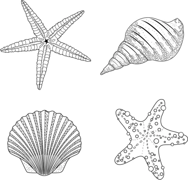 Stilize vektör kabuk zentangle doodle. Vektör çizim 