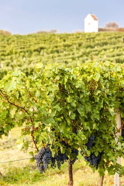 Vineyards Znojmo Region Czech Republic — Stock Photo, Image