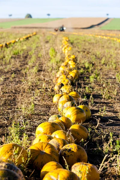 Abóbora Laranja Outono — Fotografia de Stock