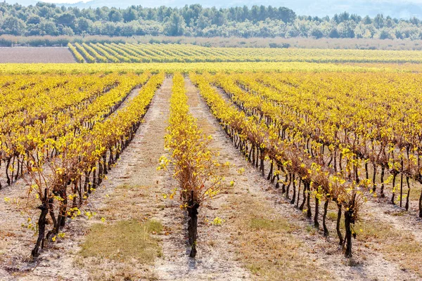 Herbstliche Weinberge Frankreich — Stockfoto