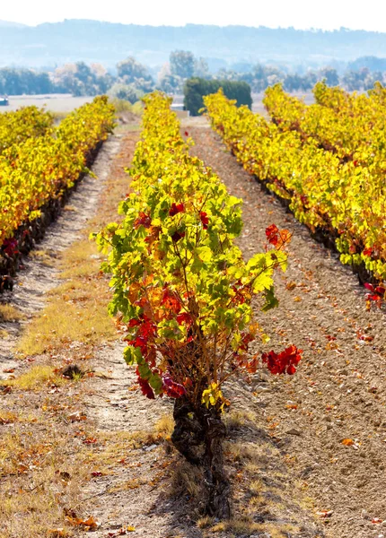 Осінній Виноградників Франції — стокове фото