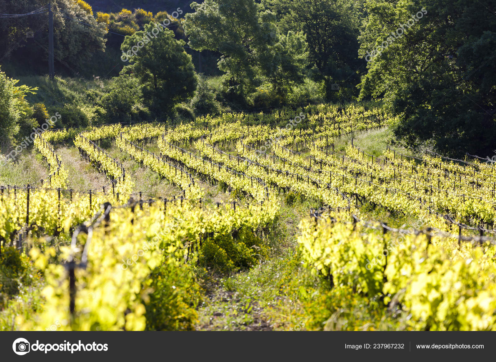 Vineyards Chateauneuf Pape Provence France Stock Photo By C Phb Cz