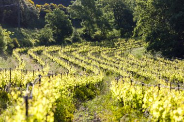 vineyards near Chateauneuf-du-Pape, Provence, France clipart