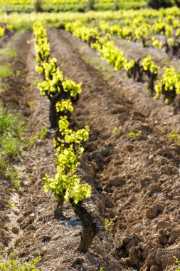 Vinsobres, Provence, Fransa yakınlarındaki üzüm bağları