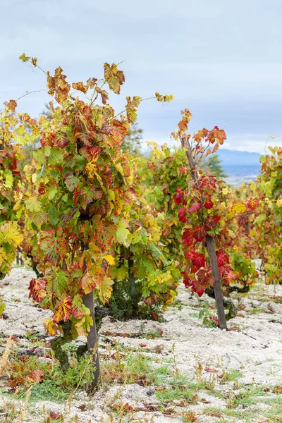 Viñedos Otoño Región Rhona Francia — Foto de Stock