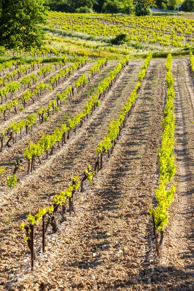 Vineyards Vinsobres Provence France — Stock Photo, Image