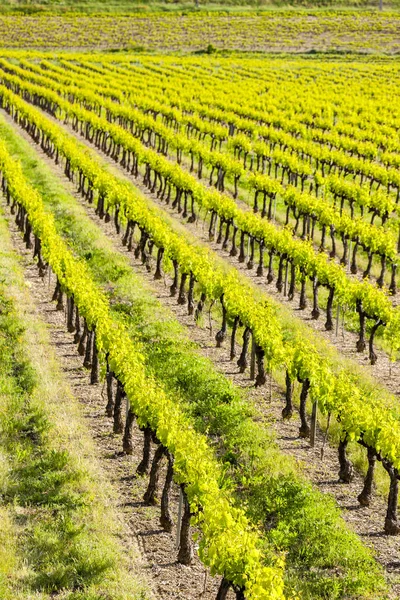 Vingårder Nær Vinsobres Provence Frankrike – stockfoto