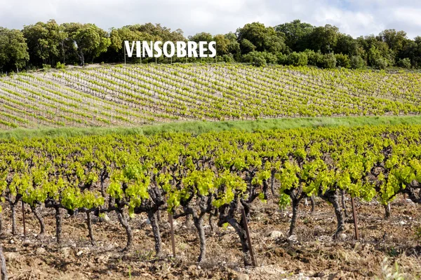 Виноградники Поблизу Вінсобра Прованс Франція — стокове фото