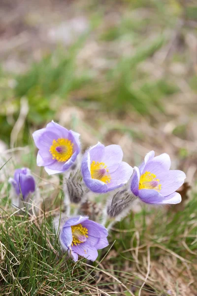 Concoction Podyiij National Park — Stock Photo, Image