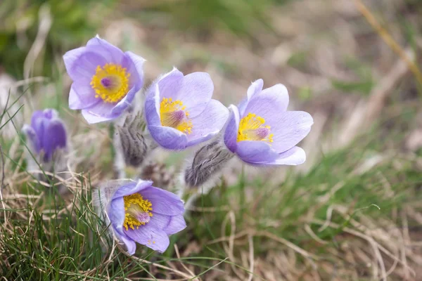 Concoction Podyiij National Park — Stock Photo, Image