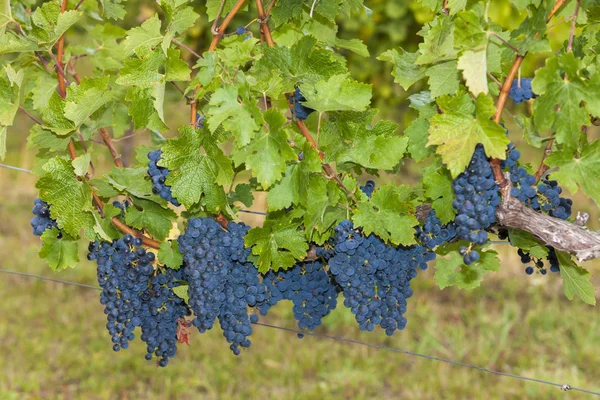 Detail Blue Grapes — Stock Photo, Image