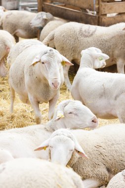 Çiftlikteki koyunlar