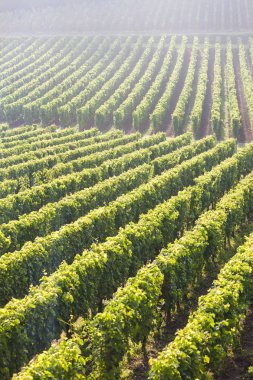 Saint-Emilion, Bordeaux, Francie yakınlarındaki üzüm bağları.
