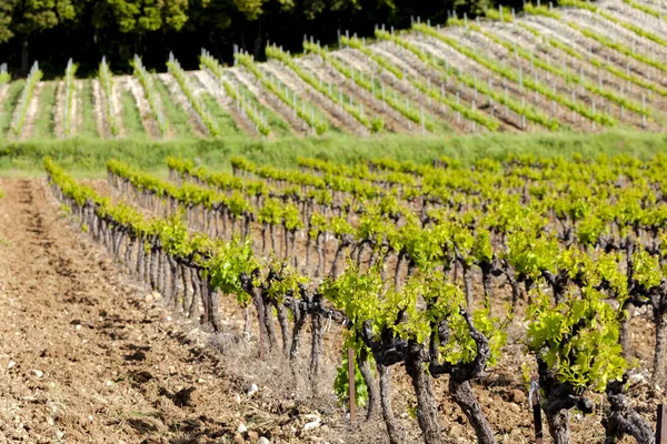 Vigneti Vicino Vinsobres Provenza Francia — Foto Stock