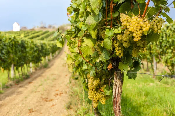 Vinhas Região Znojmo República Checa — Fotografia de Stock