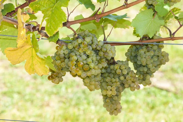 Wijngaard Het Moment Van Vintavineyard Het Tijdstip Van Oogst Buurt — Stockfoto