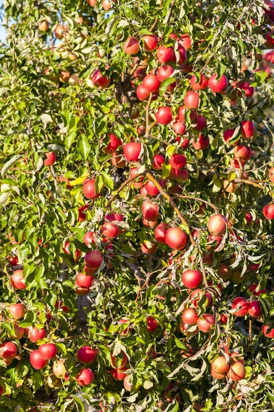 Яблука Осінньому Дереві — стокове фото