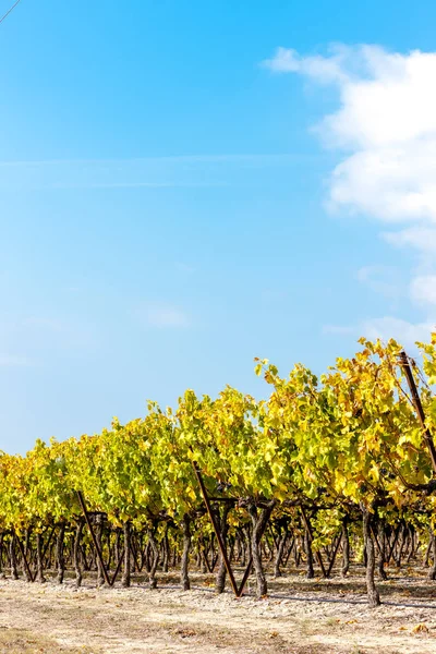 Jesienne Winnice Francji — Zdjęcie stockowe