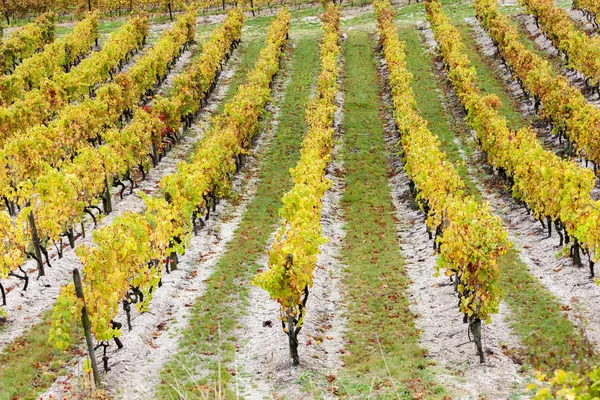 Herbst Weinberge Der Region Rhona Frankreich — Stockfoto