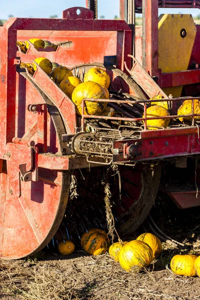 Stilleben Pumpor Höst — Stockfoto