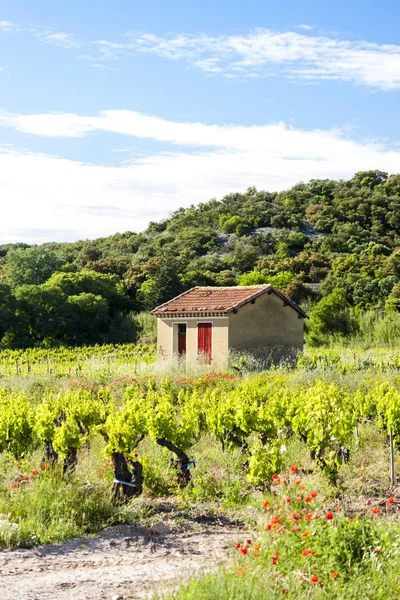 Vingårdar Nära Chateauneuf Pape Provence Frankrike — Stockfoto