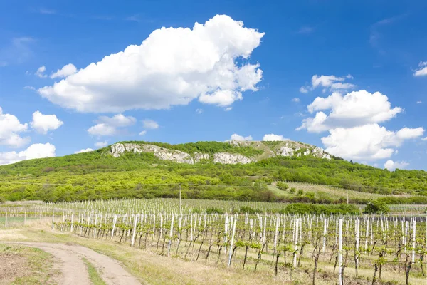 Winnice Region Znojemski Czeskich Winnic Regionie Palava Moraw Czech Republicrepublic — Zdjęcie stockowe