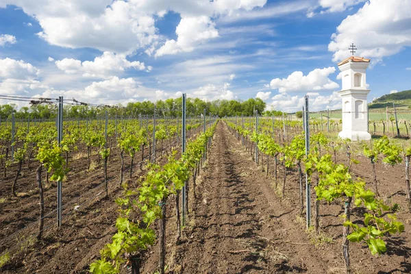 Viñedos Región Znojmo Viñedos Checos Bajo Palava Región Moravia República — Foto de Stock