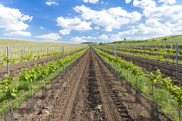 Vignobles Région Znojmo Vignobles Tchèques Sous Palava Région Moravie République — Photo