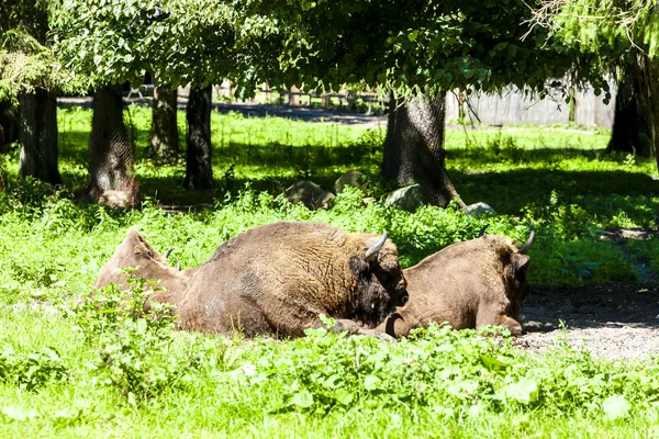 Bisons Bialowieski Nationaal Park Podlachië Polen — Stockfoto