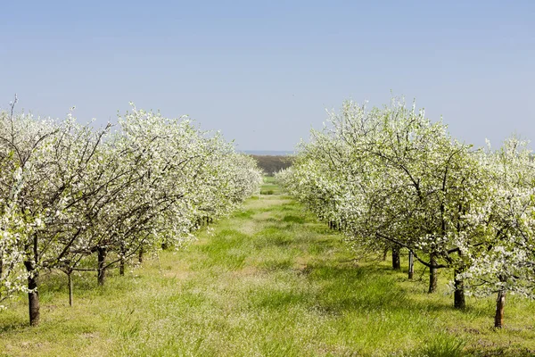 Blooming Fruit Orchard Sprint — Stock Photo, Image