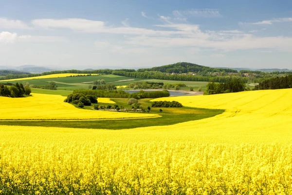 Landskap Med Rapsfält Tjeckien — Stockfoto